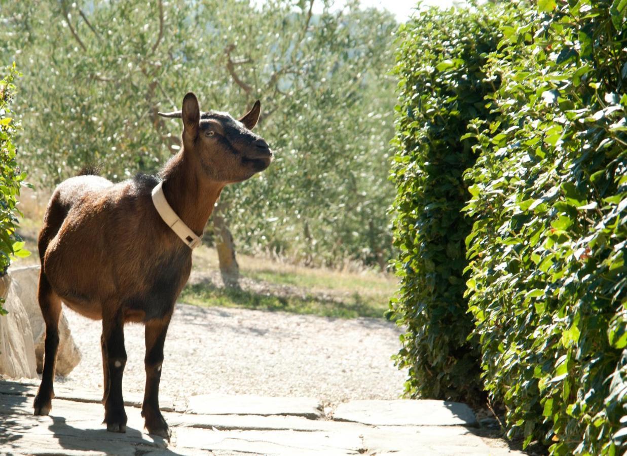 Tenuta Di Forte Sorgnano Gualdo Cattaneo Екстериор снимка